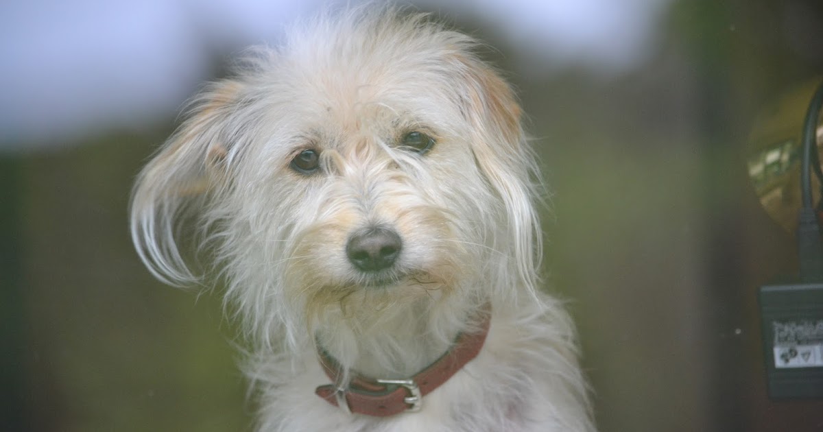 Hundefutter und Kräuter für Hunde Barf und Barfen für Senioren und