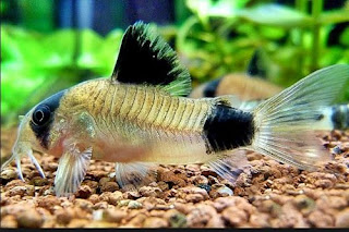Ciri Morfologi, Karakteristik dan Jenis Ikan Corydoras yang Terkenal Dan Terlengkap Ciri Morfologi, Karakteristik dan Jenis Ikan Corydoras yang Terkenal Dan Terlengkap