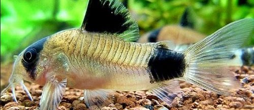 Ciri Morfologi, Karakteristik dan Jenis Ikan Corydoras yang Terkenal Dan Terlengkap