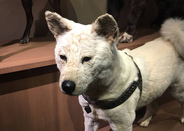 忠犬ハチ公は今は国立科学博物館に剥製になっている。【o】