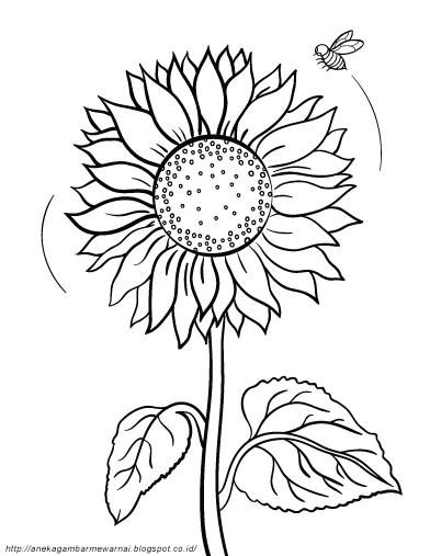  Gambar Mewarnai Bunga Matahari Untuk Anak PAUD dan TK