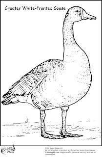 greater white fronted goose coloring pages
