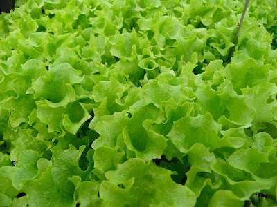 kimkanuruhan, cara, manfaat, kota malang, tanaman, kim, park, pegagan, selada, serai, puring, pacar air kimkanuruhan, cara, manfaat, kota malang, tanaman, kim, park, pegagan, selada, serai, puring, pacar air
