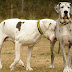 10 Heart Touching Animal Stories That Will Melt Your Heart