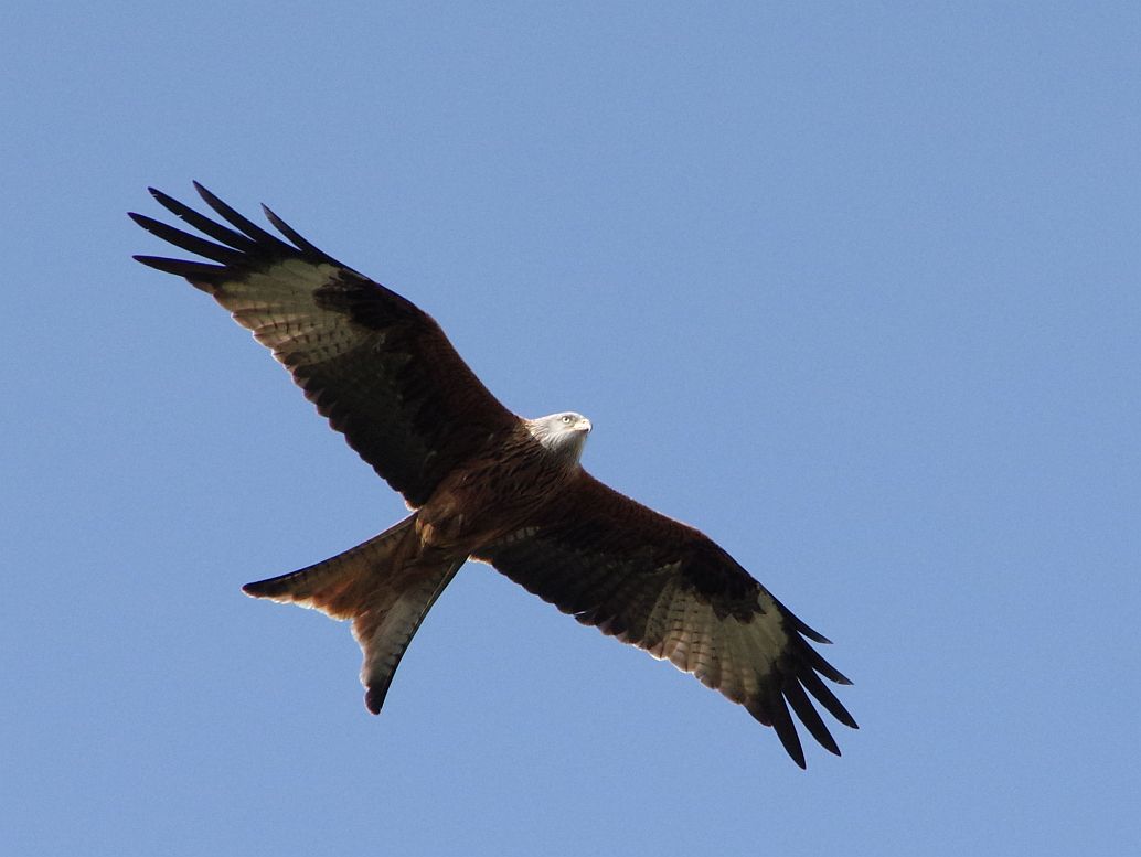 Birds of the Heath Oxford Kites, Buzzards, bus passes and college humour!
