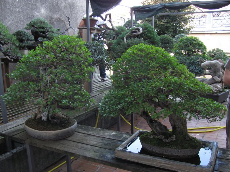 Leaf Brothers Bonsai weekend in Italy, 1 2 October Mauro