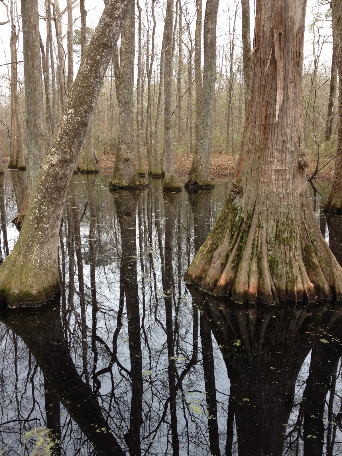 Talgache Revitalized Cypress Swamp