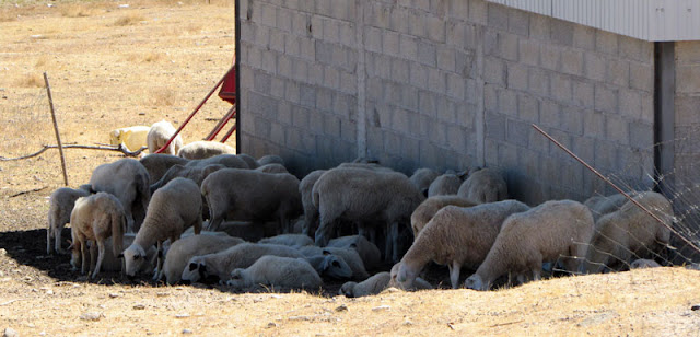 ovelhas descansando na sombra