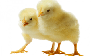 DOC AYAM pedaging calon tumbuh kerdil kecil contoh DOC AYAM pedaging calon tumbuh kerdil kecil