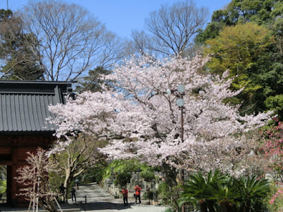  妙本寺の桜