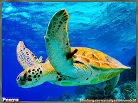 gambar penyu