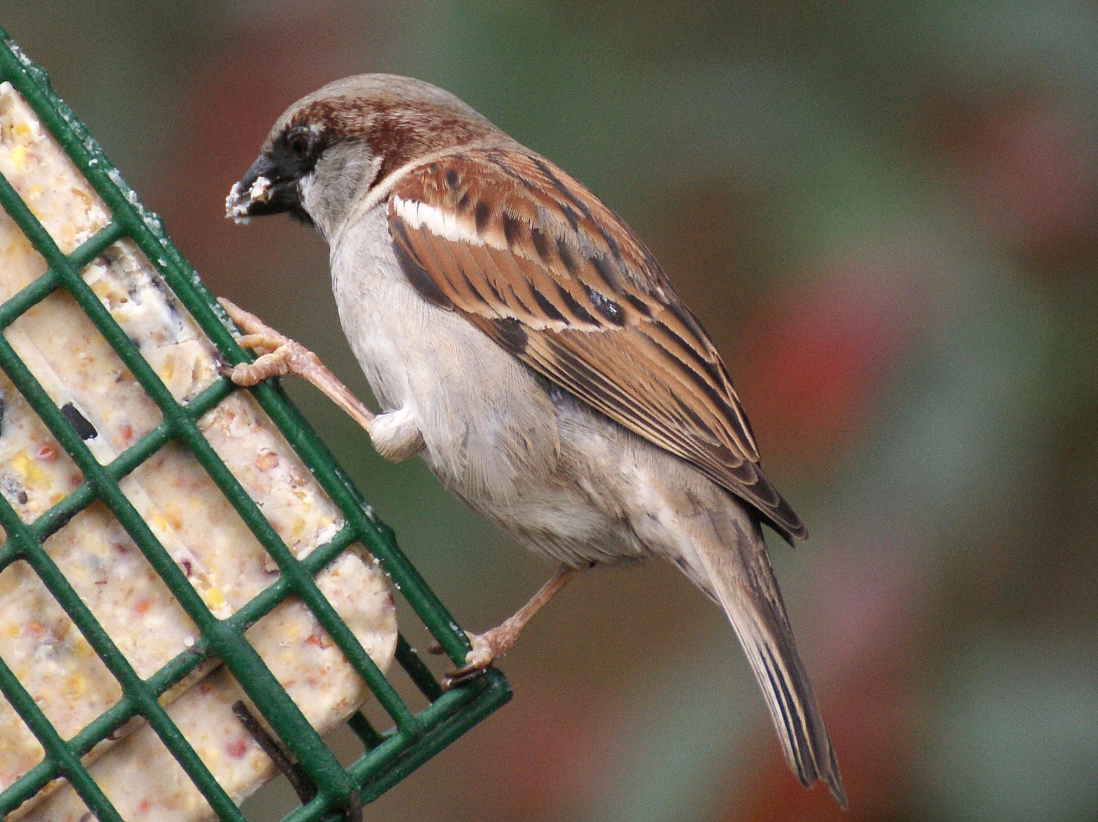 SE Texas Birding & Wildlife Watching A Good Year for Yard Birds