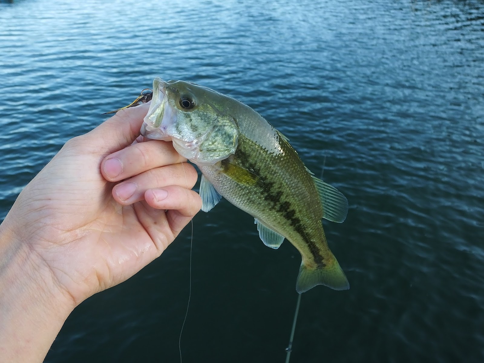 Connecticut Fly Angler Kettle Pond Bass & the Importance of Small Flies