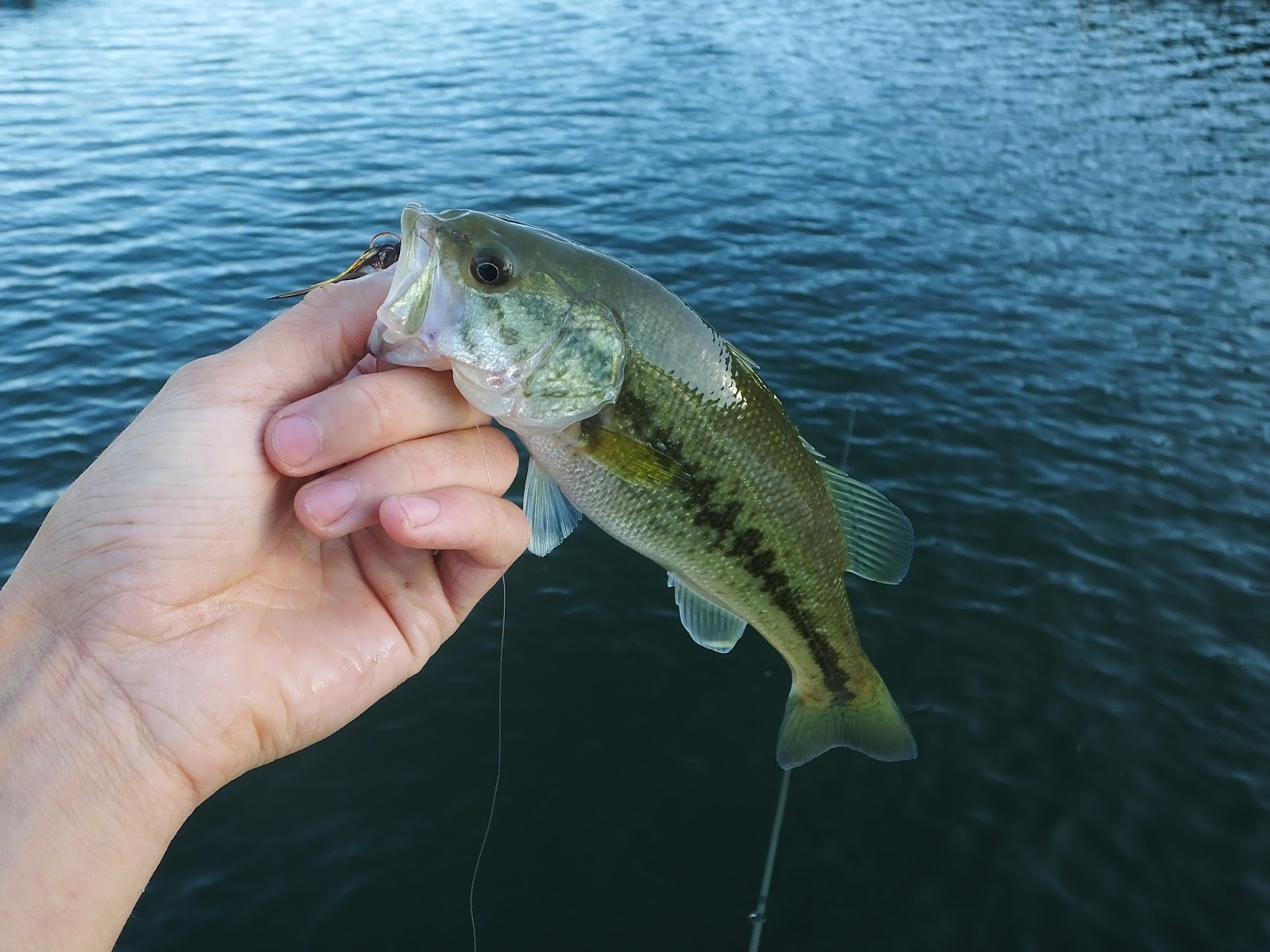 Connecticut Fly Angler: Kettle Pond Bass & the Importance of Small Flies