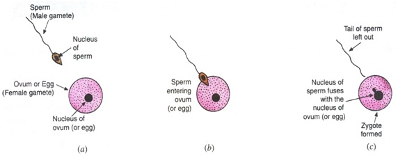 Sexual Rep An3 - जंतुओं में लैंगिक प्रजनन | Sexual reproduction in animals