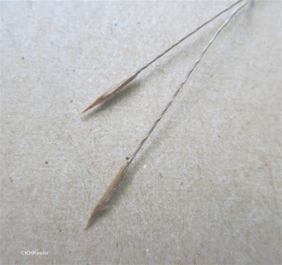 needle-and-threat grass seeds and awns needle-and-threat grass seeds and awns