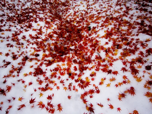 雪の上に敷き詰めた紅葉の落葉