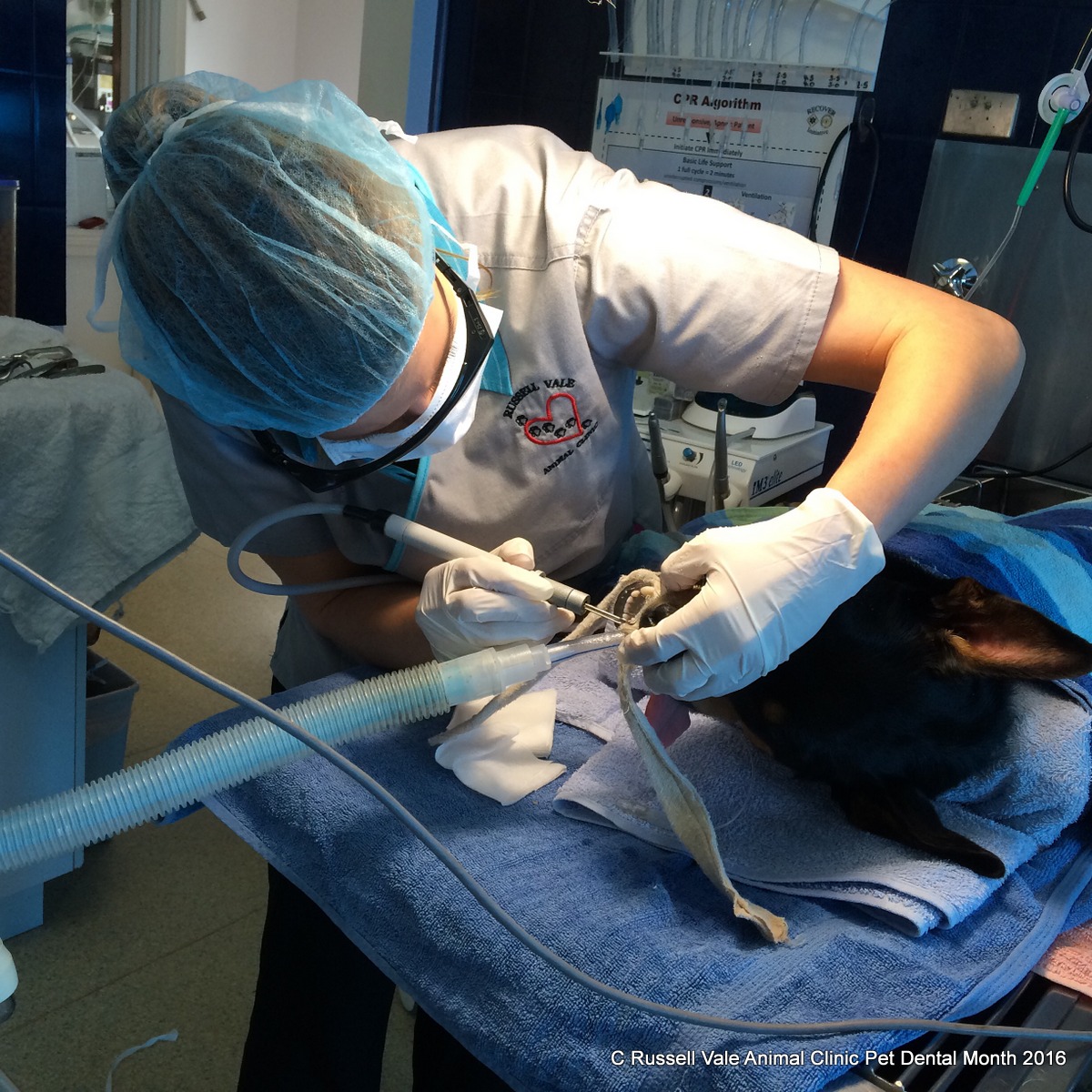 Dr Liz... the vet from Russell Vale Animal Clinic Pet Dental