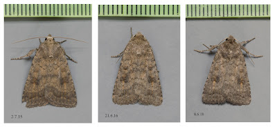 Upper Thames Moths: Mottled Rustics?