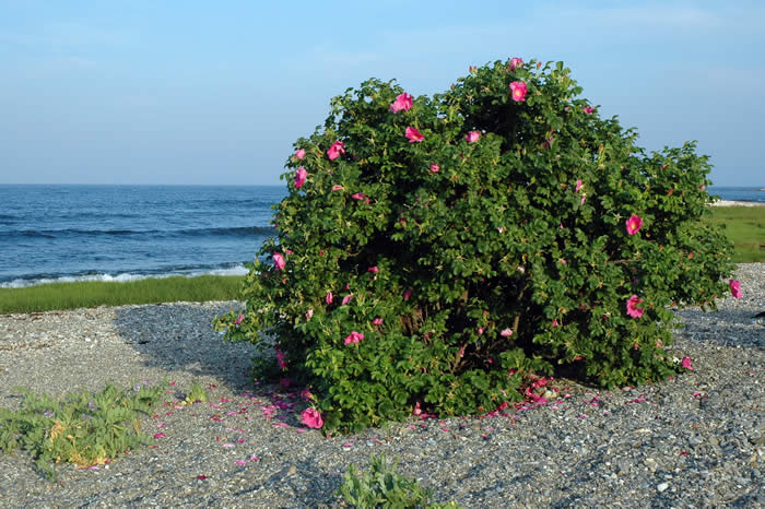 Rosa Rugosa Beach