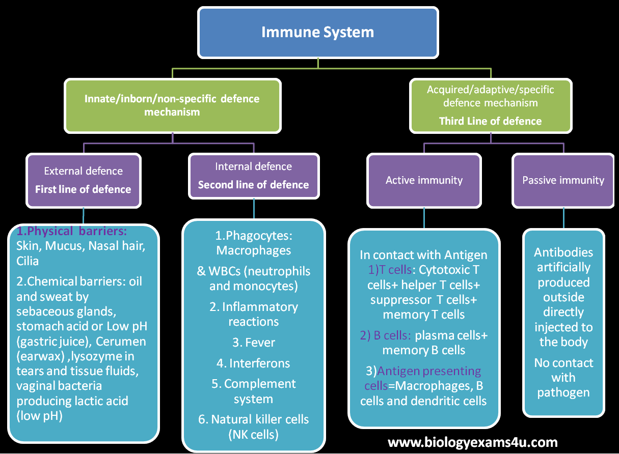 Differences between Innate and Adaptive Immunity (Innate Immunity vs Acquired Immunity)