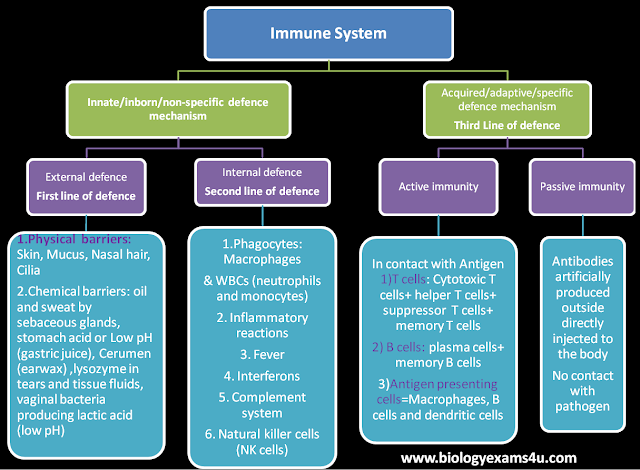 Innate immunity and Acquired immunity