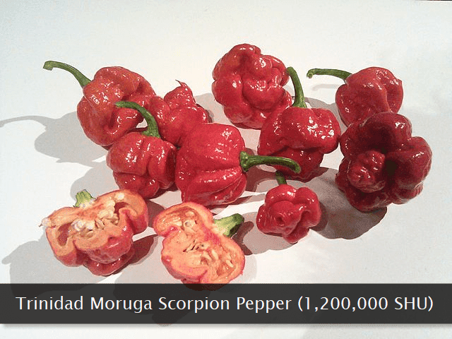 Trinidad moruga scorpion chili pepper