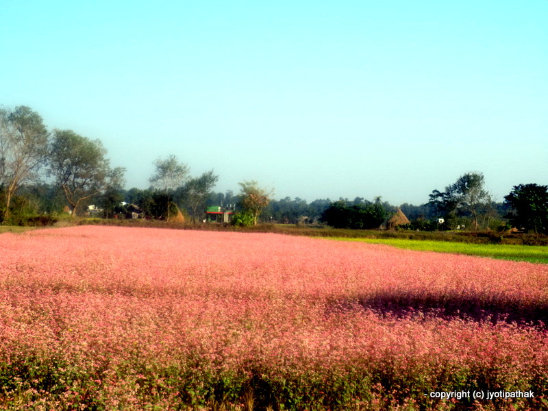 Taste of Nepal Buckwheat Bread Phaapar ko Roti (फापरको रोटी)