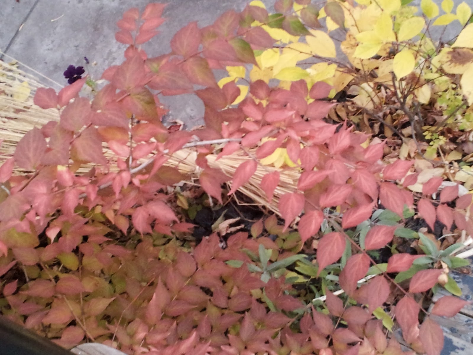 Renaissance Men The Best Ornamental Shrubs For Calgary