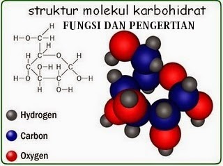 Pengertian dan Fungsi Karbohidrat Pengertian dan Fungsi Karbohidrat