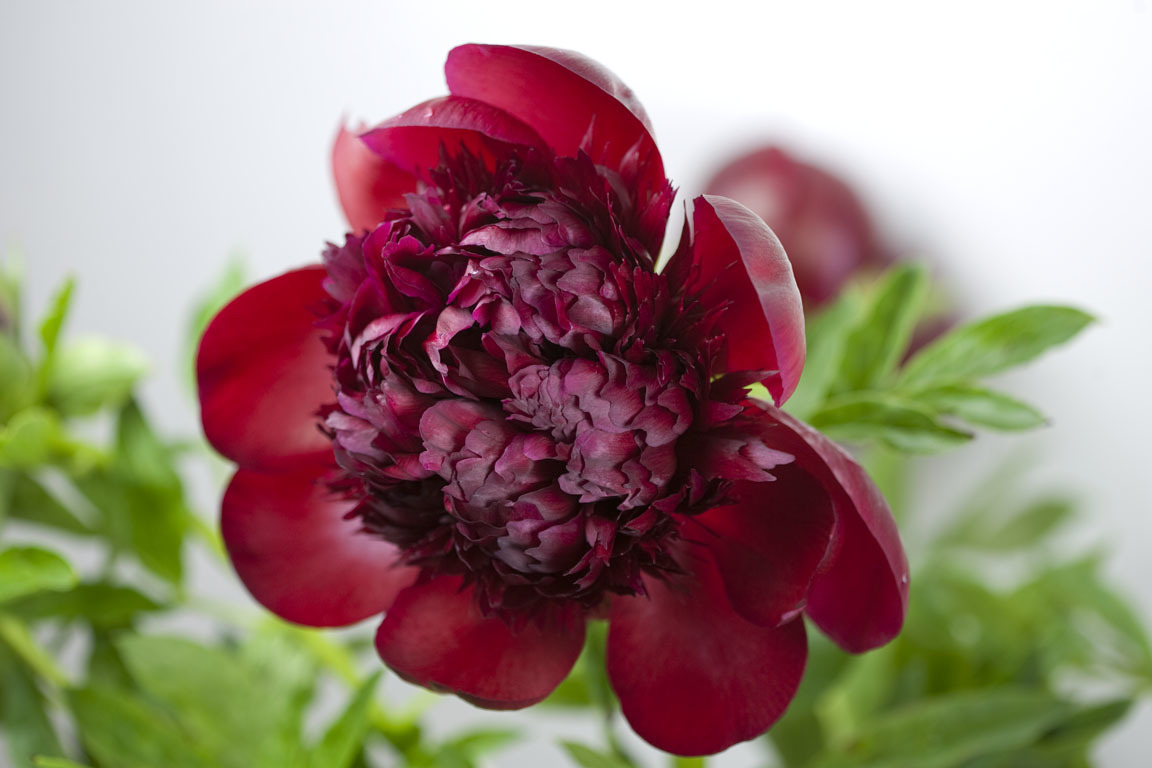 SIW Vegetables Peonies for Purchase