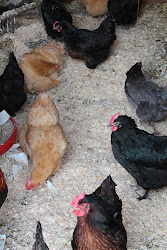 canadian tire chicken coop 4
