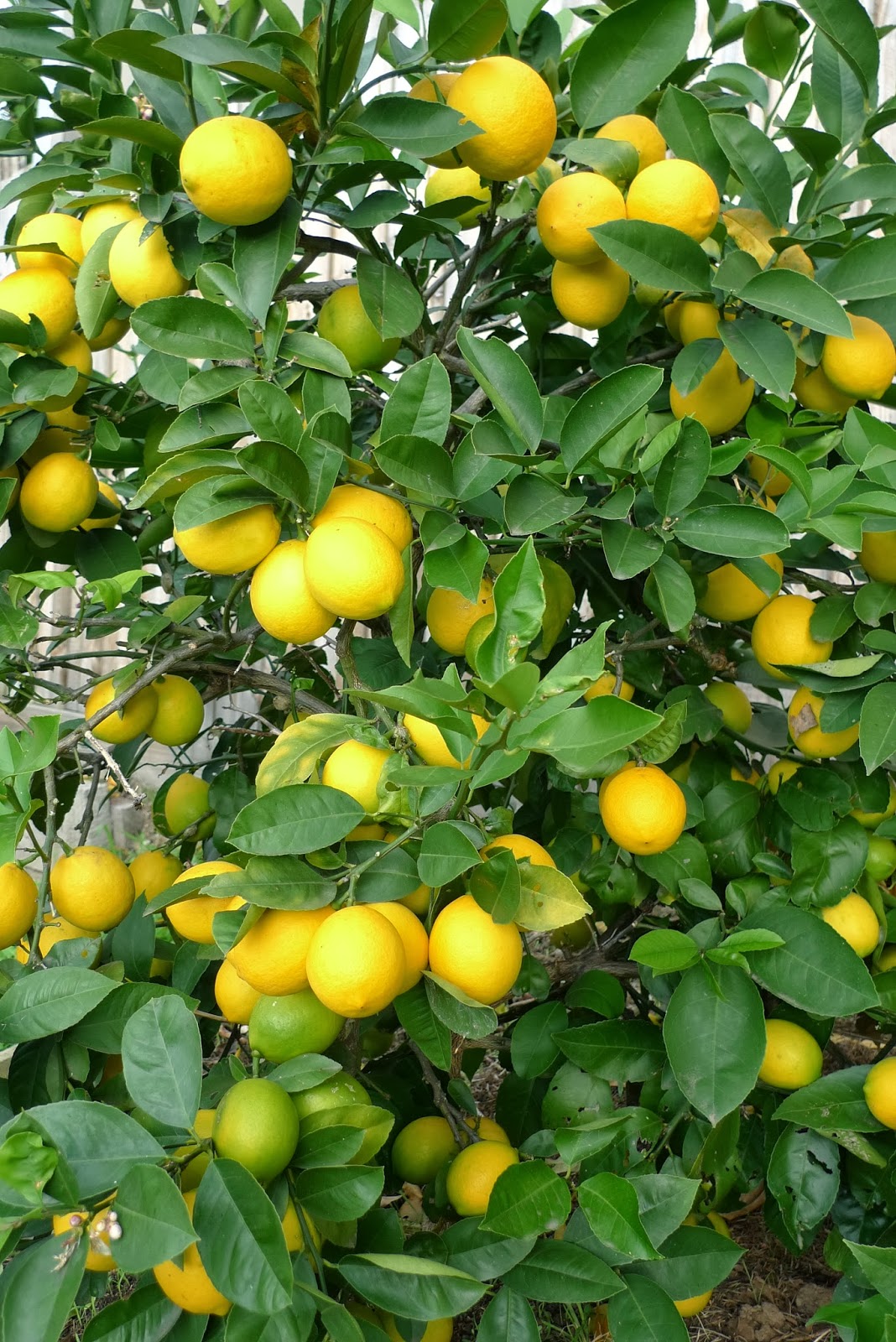 Meyer Lemon Tree