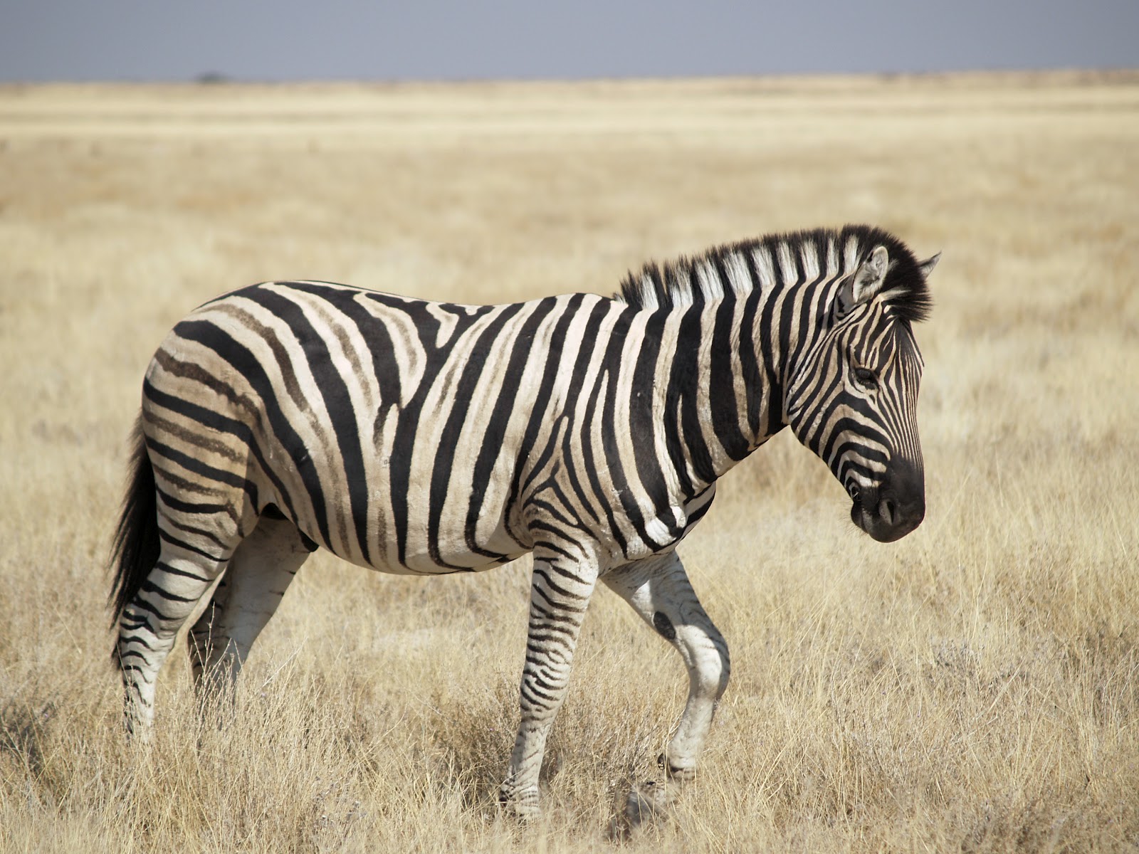 Zebra ~ Animals Images
