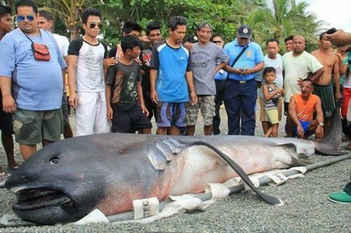 SHOCKING! Another Strange Deep-Sea Fish Was Found Along the Coast of Cebu! SHOCKING! Another Strange Deep-Sea Fish Was Found Along the Coast of Cebu!