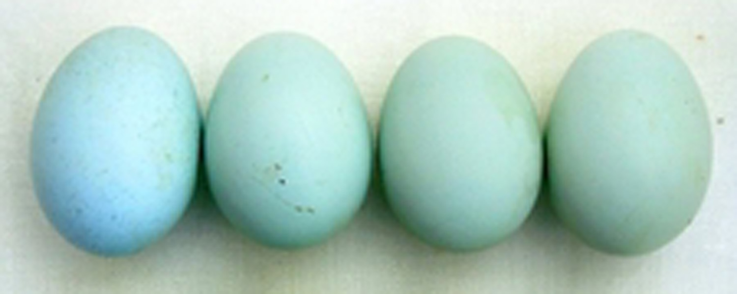 JBigg Life in Kentucky What Is It About Light Blue?