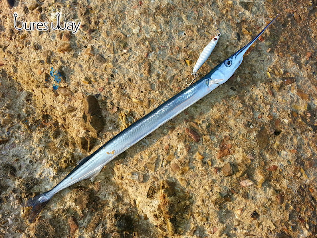 Lures Way: listopada 2015
