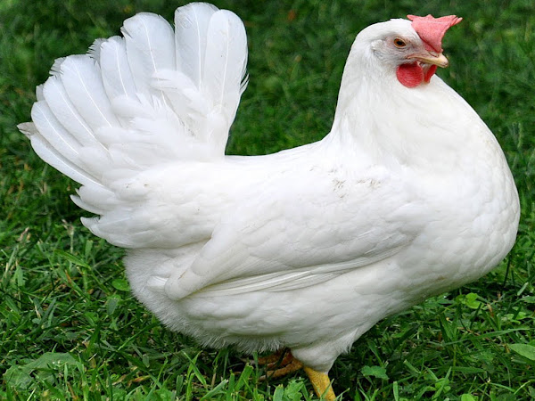 mediterranean poultry breeds, leghorn, leghorn chicken, leghorn chicken photo, leghorn chicken picture