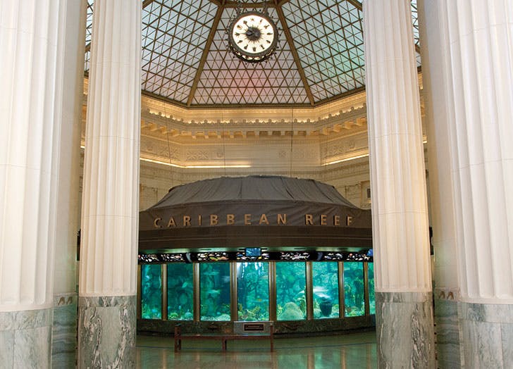 Shedd Aquarium: Chicago, Illinois
