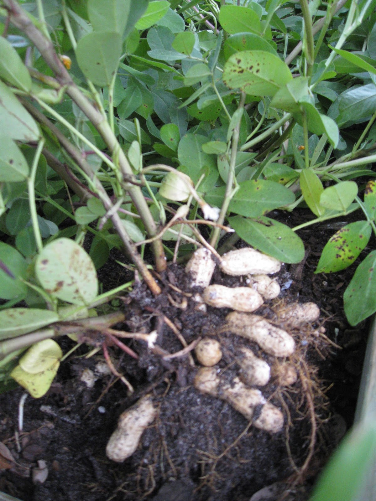 one-happy-mama-harvesting-our-peanuts