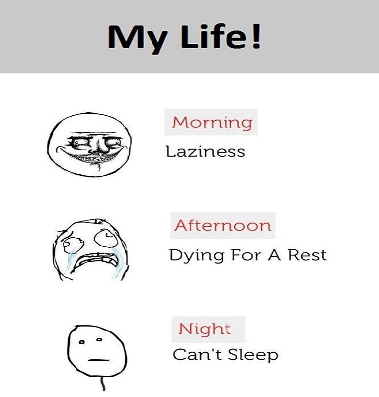 Lazy by day, Active by night Funny Jokes