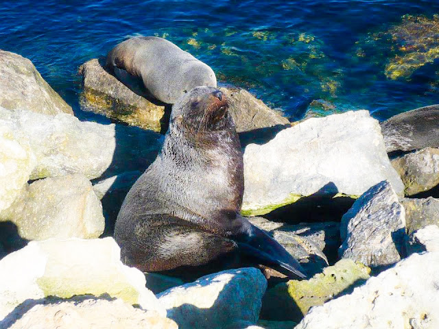 Seals hanging out seals hanging out
