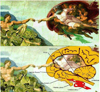 Amazing and Interesting Facts: God and brain - Michelangelo’s Secret ...
