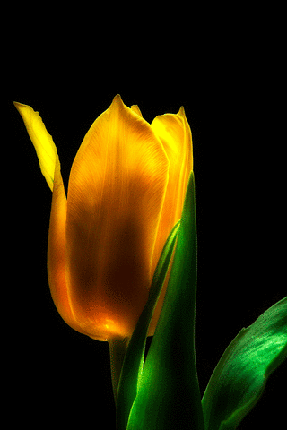 Decent Image Scraps: Animated Tulip Flower