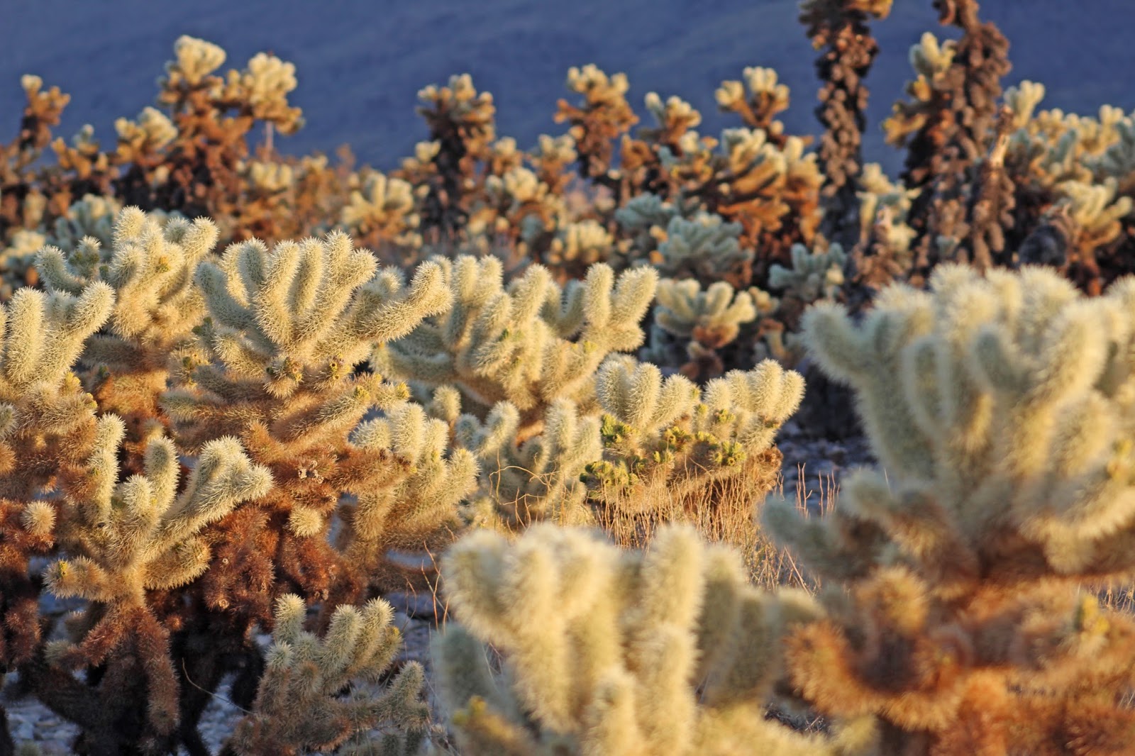 cholla cactus garden sunset 6 cholla cactus garden sunset 6