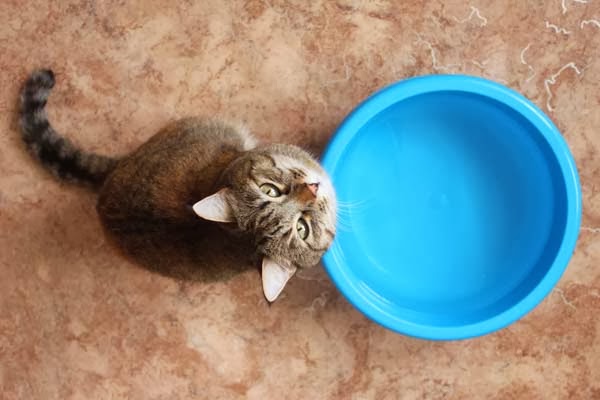Картинки по запросу миска с водой у кошки