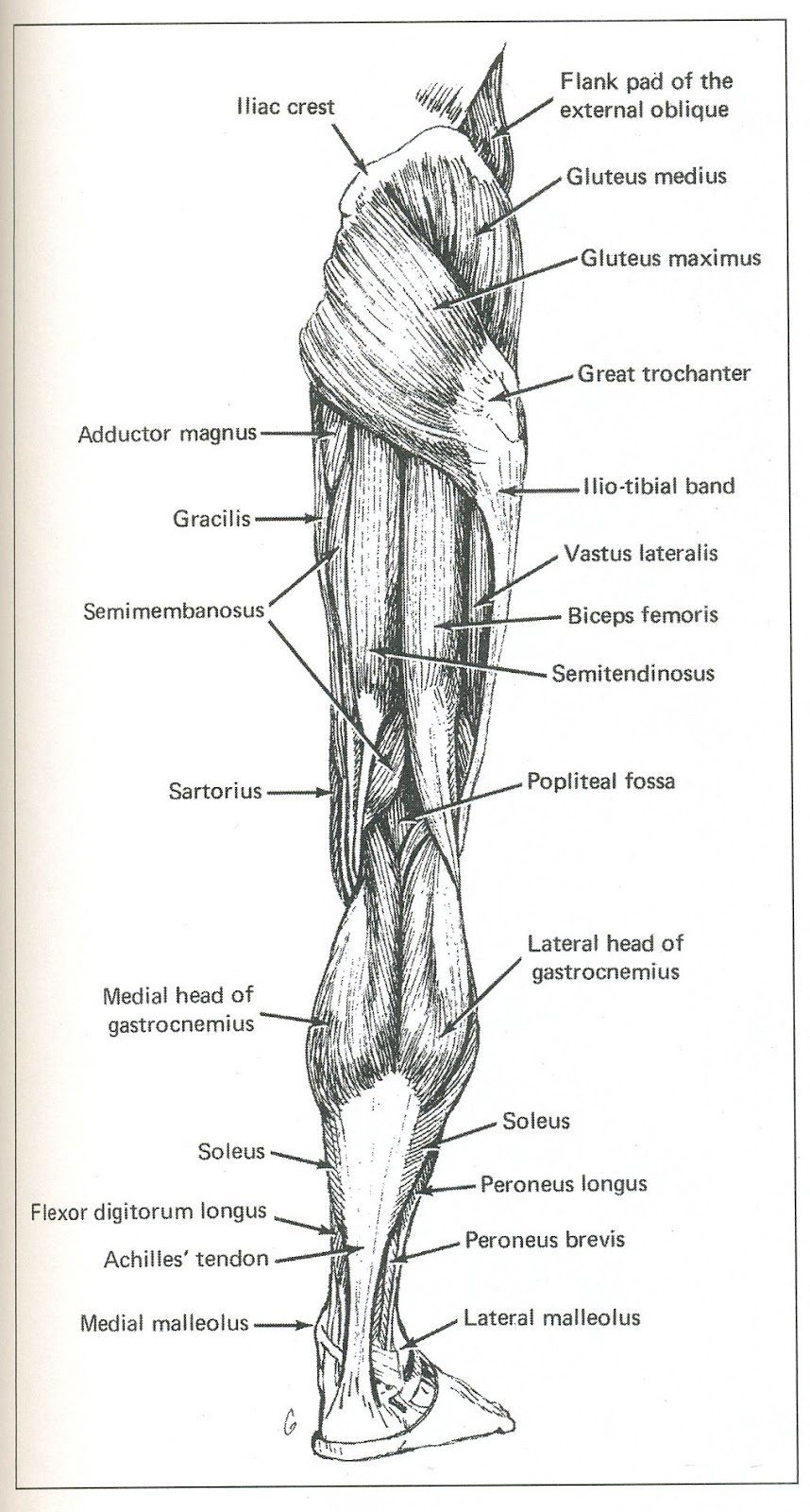 Life Drawing; Professor Kyle Stevenson: Assignment #3: Leg Muscles