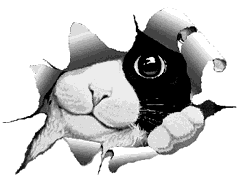 Gato piscando