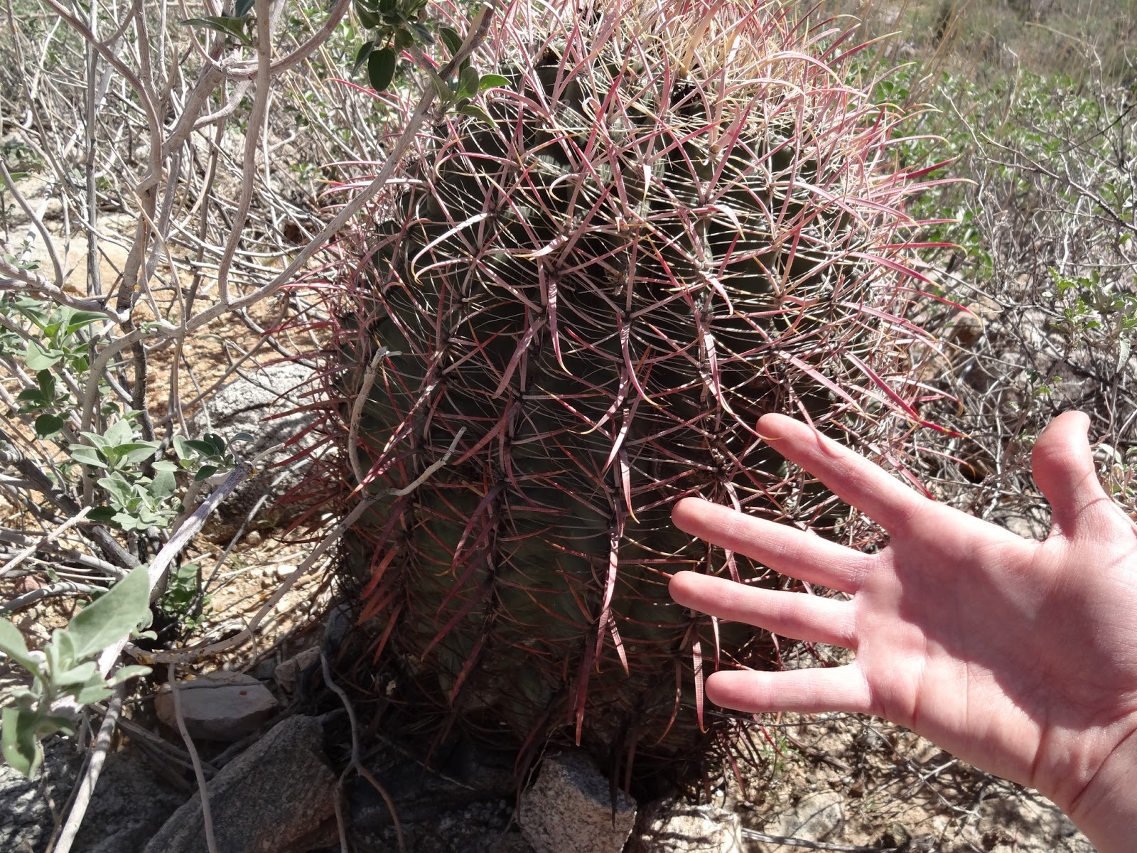 Math, Science, and Technology Blog Common Arizona Cacti