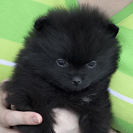  Cute  Puppy  Dogs  Cute black pomeranian puppies 